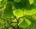 Ginkgo biloba